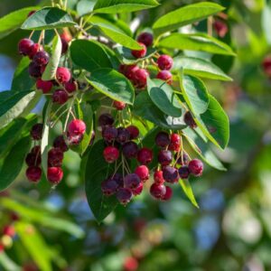 Amelanchier lamarckii