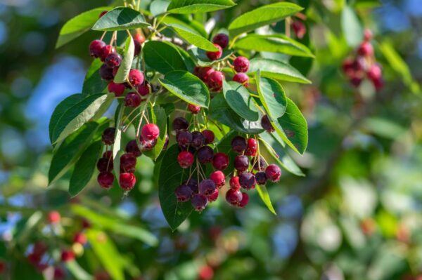Amelanchier lamarckii