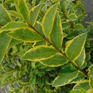 Ligustrum oval. 'Aureum'