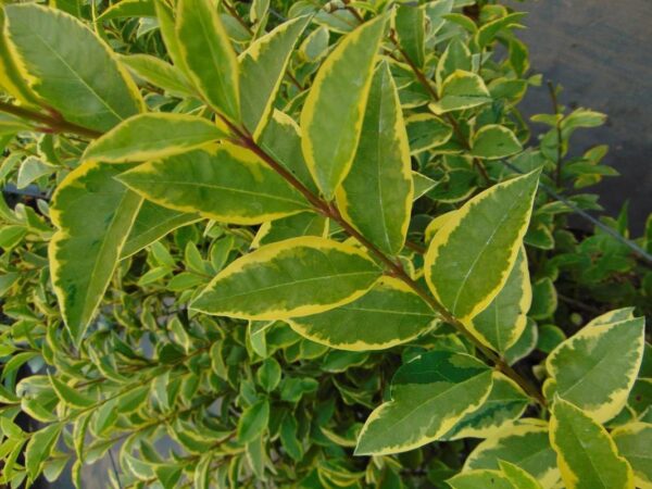 Ligustrum oval. 'Aureum'