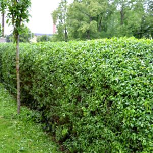 Ligustrum ovalifolium