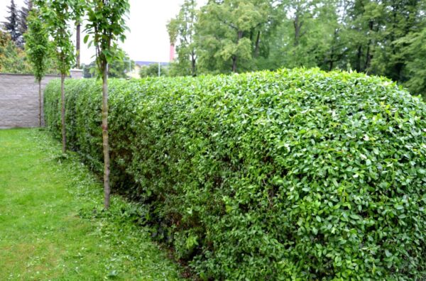 Ligustrum ovalifolium
