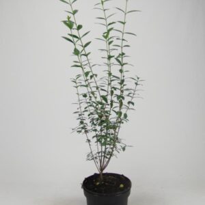 Ligustrum vulg. 'Atrovirens'