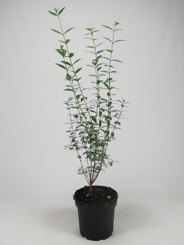 Ligustrum vulg. 'Atrovirens'