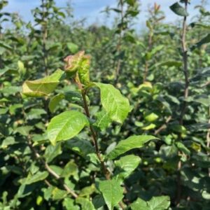 Mespilus germanica