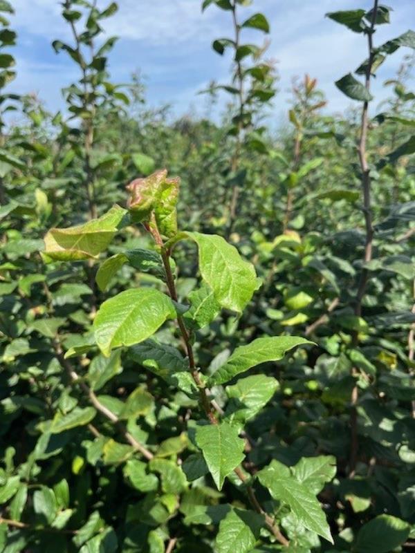 Mespilus germanica