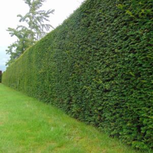 Taxus baccata